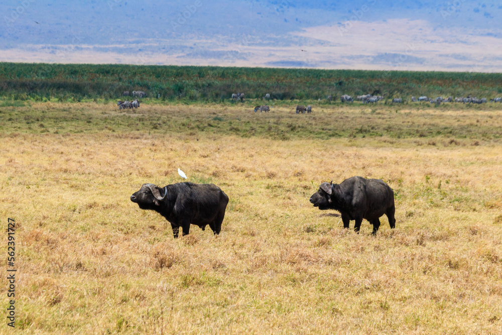African buffalos or Cape buffalos (Syncerus caffer) in Ngorongoro Crater National Park in Tanzania. Wildlife of Africa African buffalos or Cape buffalos (Syncerus caffer) in Ngorongoro Crater National Park in Tanzania. Wildlife of Africa