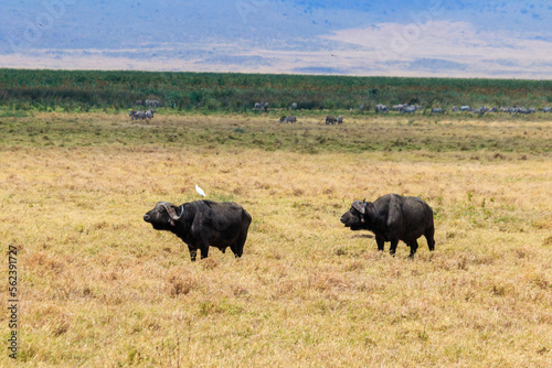 African buffalos or Cape buffalos (Syncerus caffer) in Ngorongoro Crater National Park in Tanzania. Wildlife of Africa