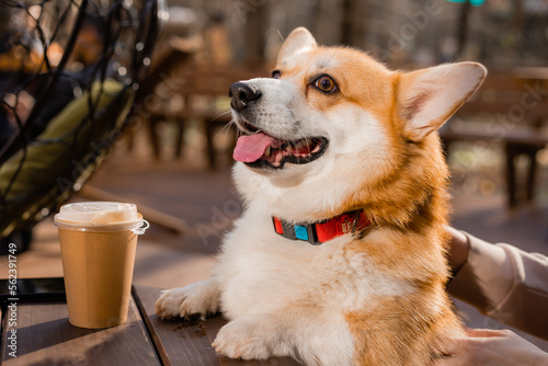 cute corgi dog on a walk in autumn in a coffee shop on the veranda drinking coffee. Dog Friendly Cafe