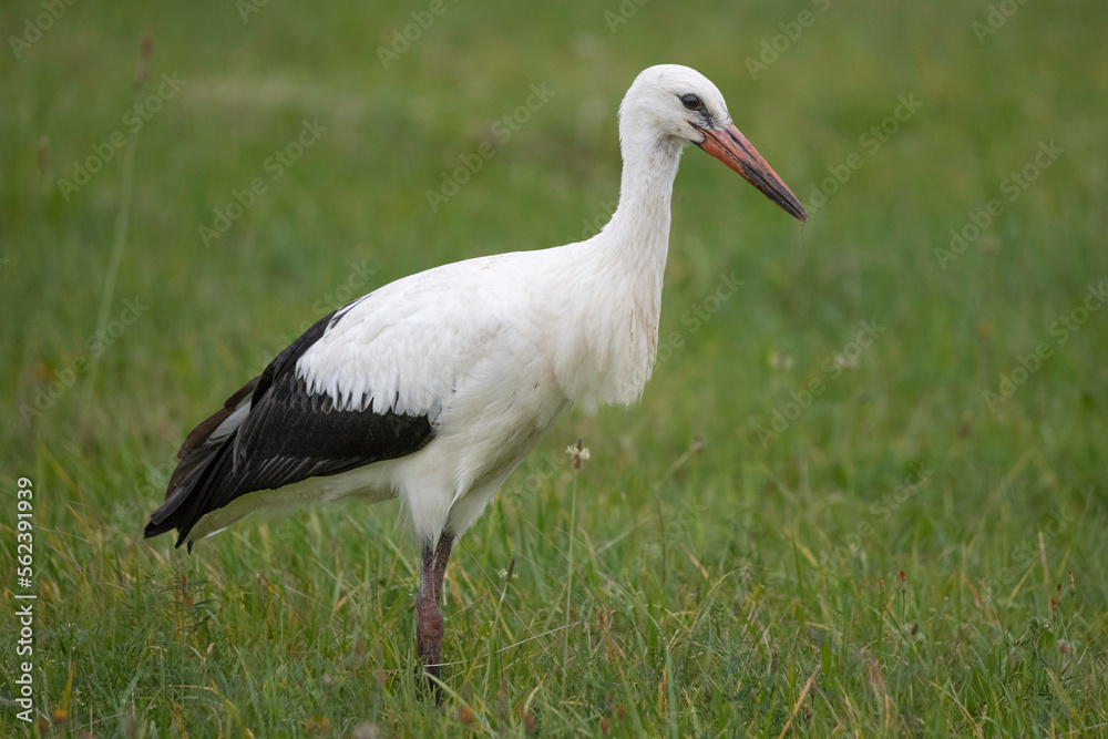 Stork Stork