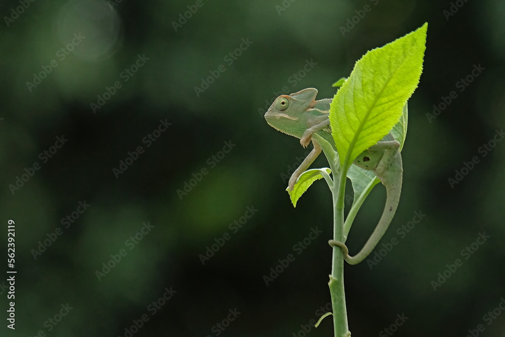 Baby veiled chameleon with prey Baby veiled chameleon with prey