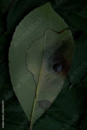 Aestethic Leaf, Burned with fire photo