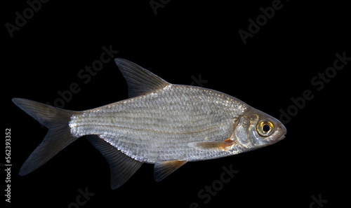 Blicca bjoerkna, alternatively called the white bream or the silver bream