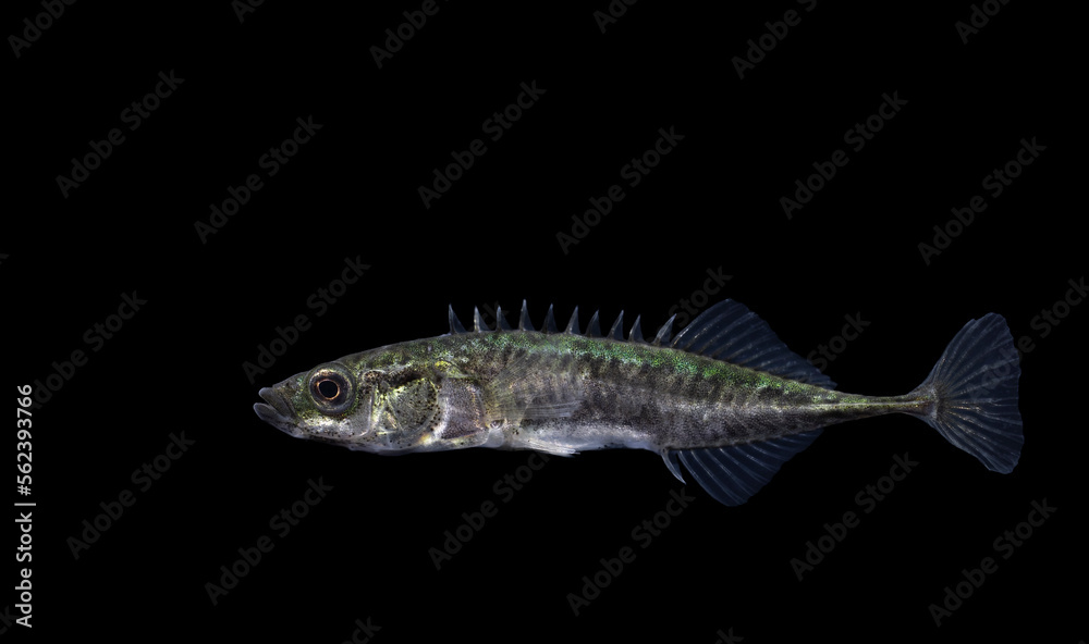 The ninespine stickleback (Pungitius pungitius), also called the ten-spined stickleback The ninespine stickleback (Pungitius pungitius), also called the ten-spined stickleback