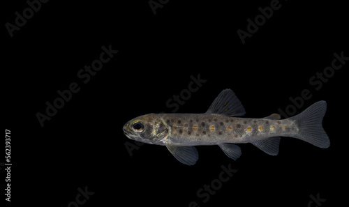 Fotografi The brown trout (Salmo trutta) juvenile
