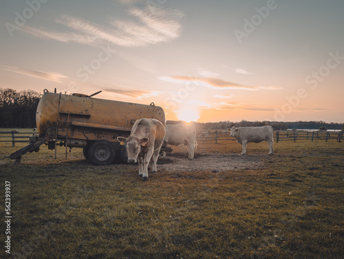 Cows on grass a field next to a feeder during sunset.