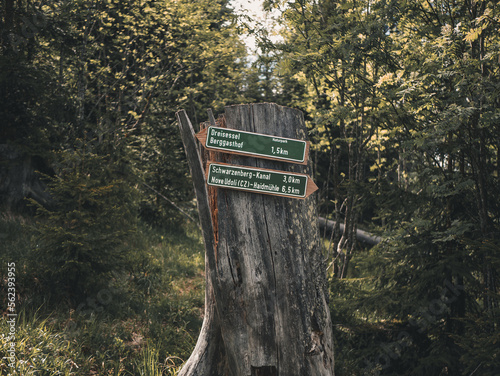 Trail direction signs on a tree trunk in a forest.