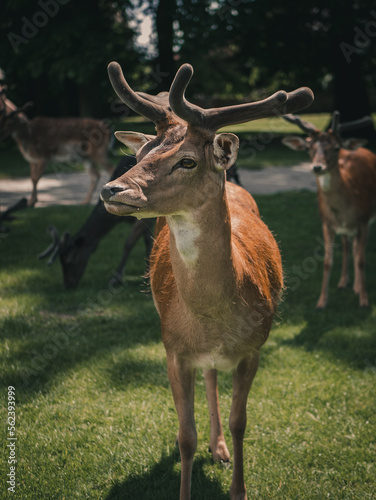 Detail of deer surrounded by other deer on grass.