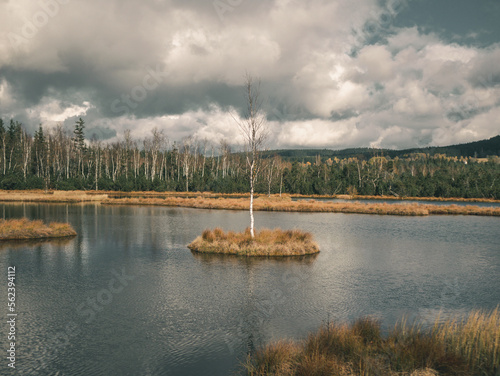 Little birch tree growing out of an island in a moorland.
