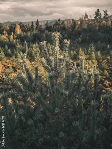Pine tree branches in a pine forest landscape.