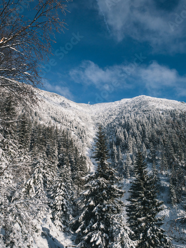 Snowy winter landscape and trees on the way to Sněžka, Czech Republic.