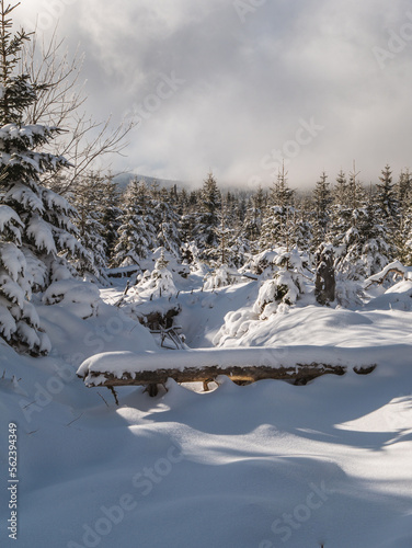 View of winter landscape and snow covered trees in Šumava National Park, Czech Republic.