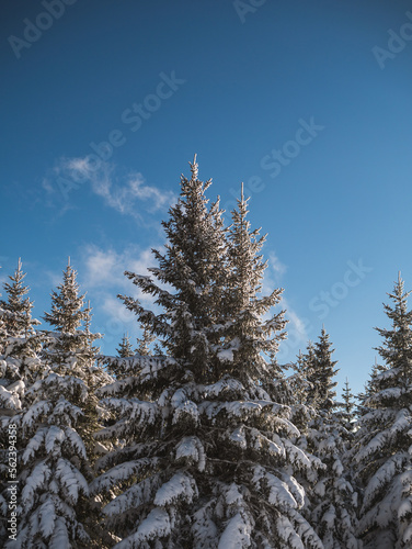 Snow covered winter trees with a clear blue sky.