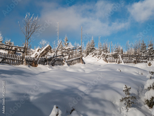 View of winter landscape and snow covered trees in Šumava National Park, Czech Republic.