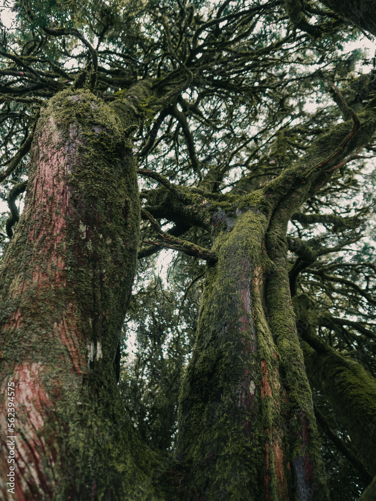 Fototapeta premium Old trees covered in moss in the National Park Anaga, Tenerife.