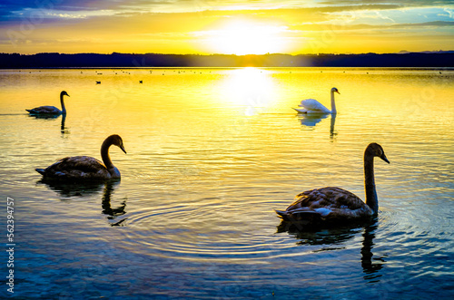 swan at a lake in bavaria © fottoo