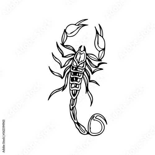 vector illustration of a scorpion