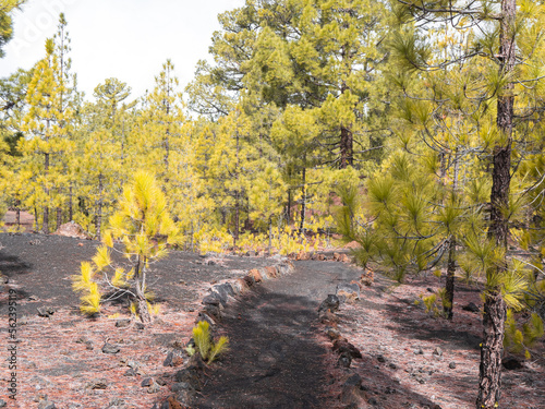 Path through pine trees in a volcanic landscape in Teide National Park, Tenerife.