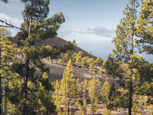 Pine trees in a volcanic landscape in Teide National Park, Tenerife.