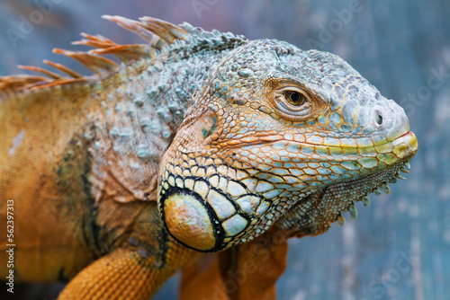 Close-up view of multi-colored Iguana. Focus on the face