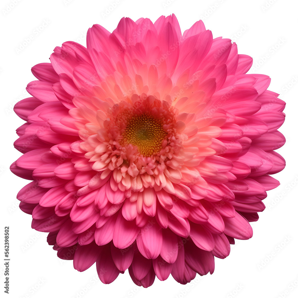 chrysanthemum flower close up marco good for design chrysanthemum flower close up marco good for design