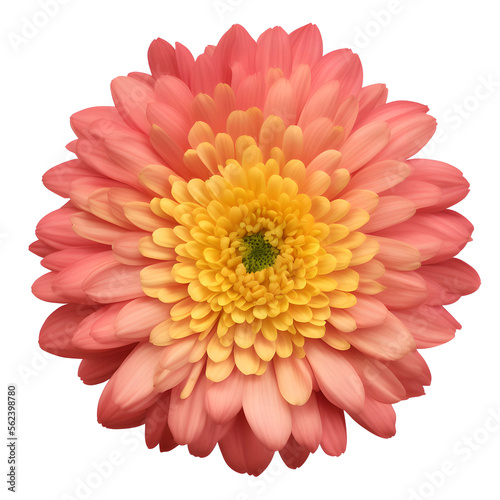 chrysanthemum flower close up marco good for design