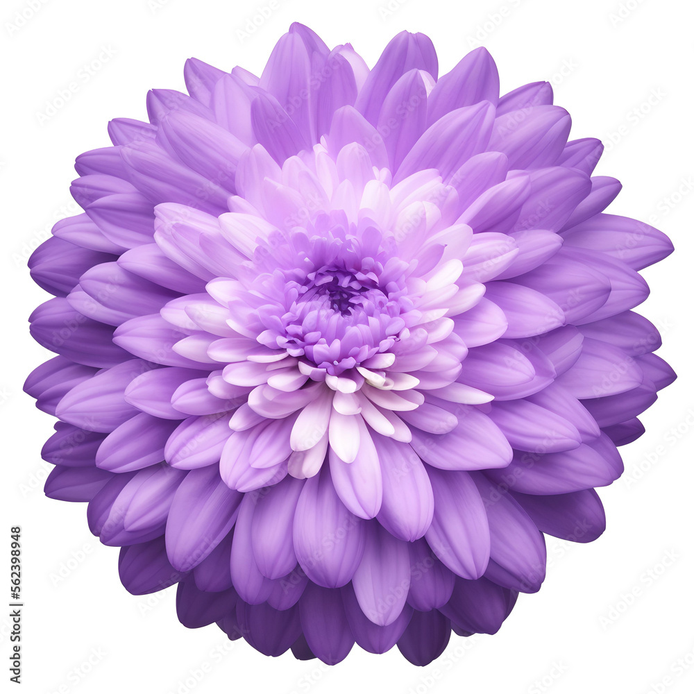 chrysanthemum flower close up marco good for design