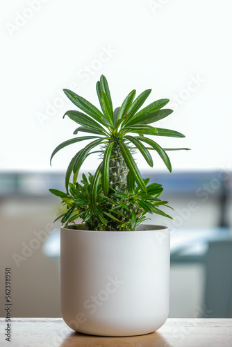 A nice palm from Brazil in white pot on wooden table