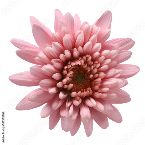 chrysanthemum flower close up marco good for design