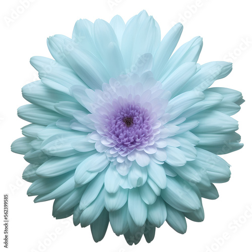 chrysanthemum flower close up marco good for design © slowbuzzstudio