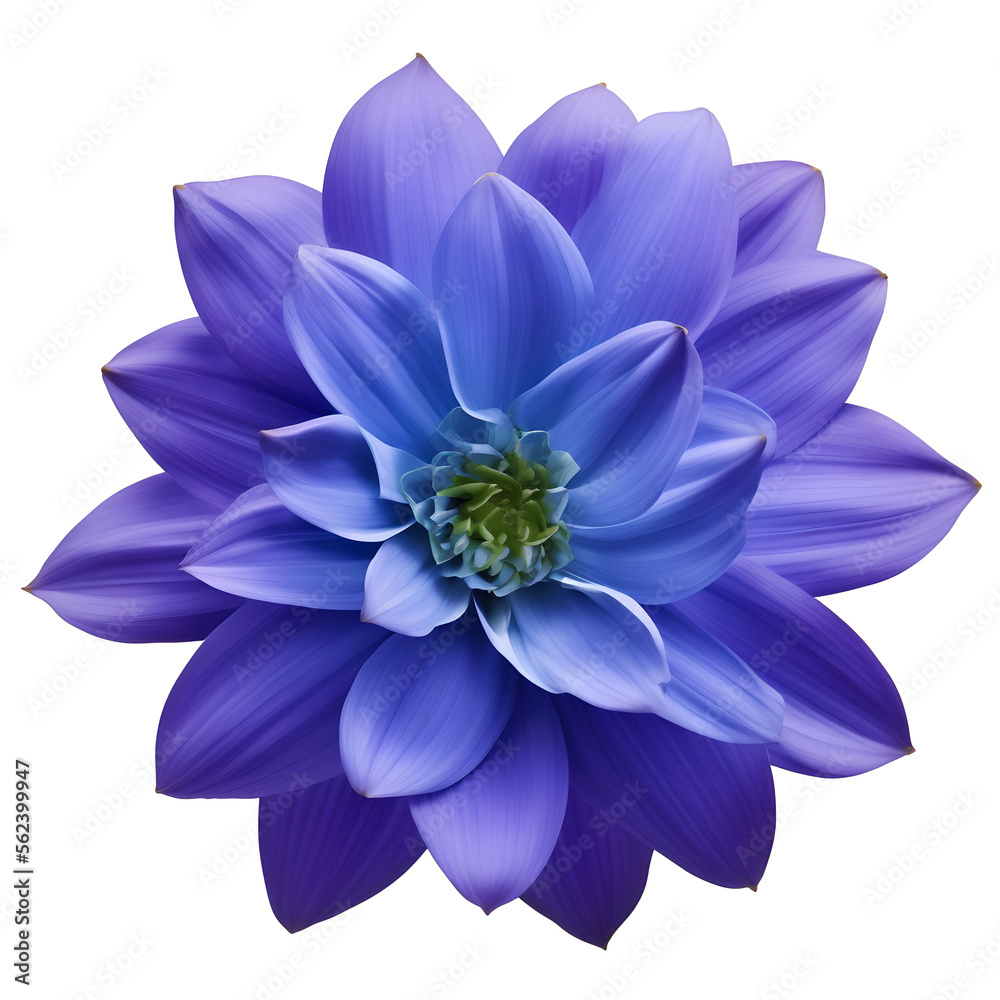Fototapeta premium dahlia flower close up marco good for design