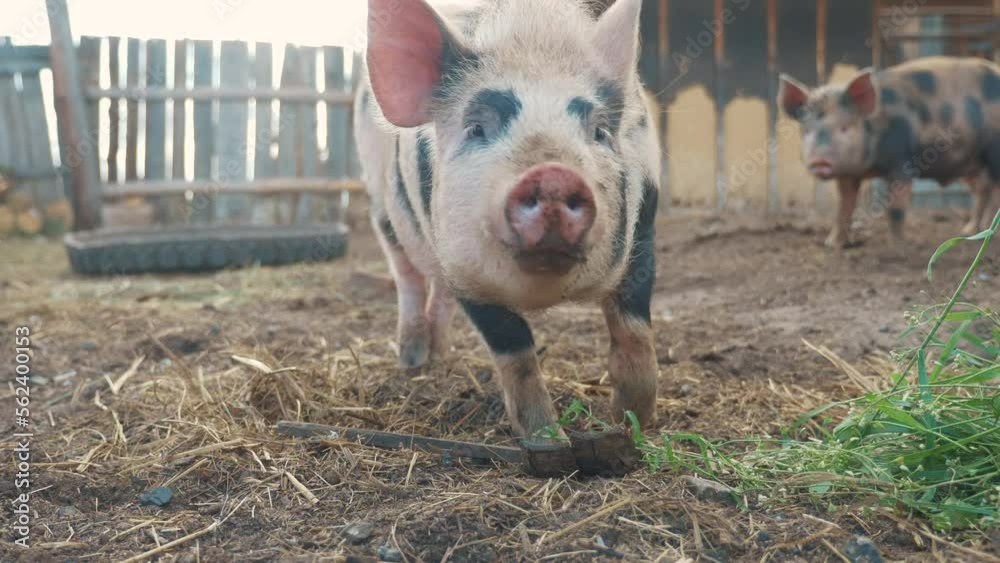 funny pigs sniffing air farming agriculture concept. pig on an old farm. adult piglets run in a lifestyle pen on an old farm