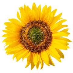 Sunflower (Helianthus annuus inflorescence) isolated png