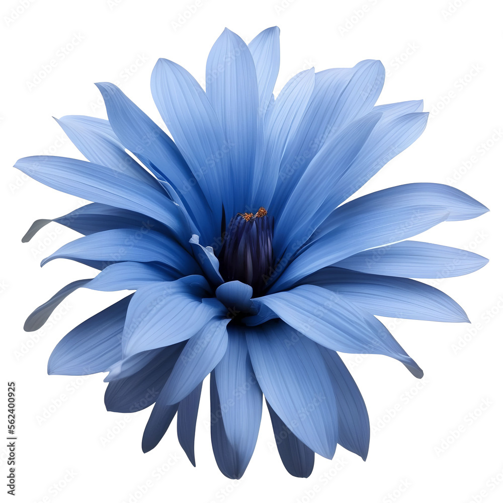 Obraz premium gerbera flower close up marco good for design