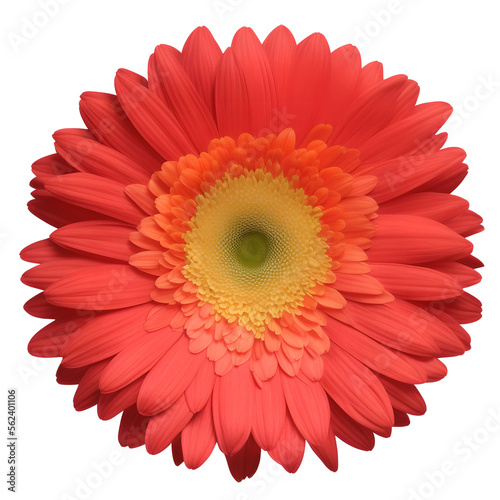 gerbera flower close up marco good for design