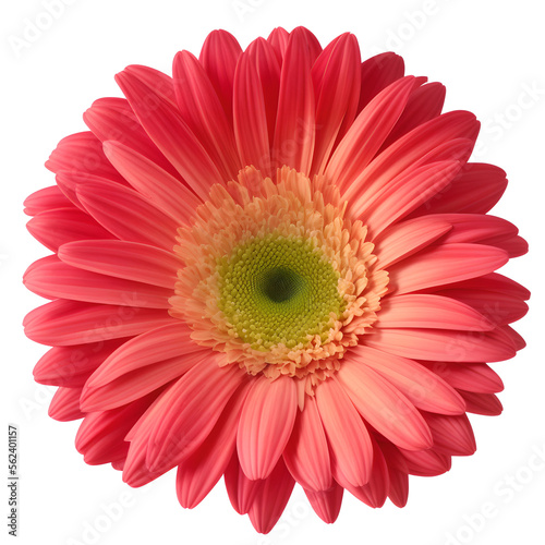 gerbera flower close up marco good for design © slowbuzzstudio