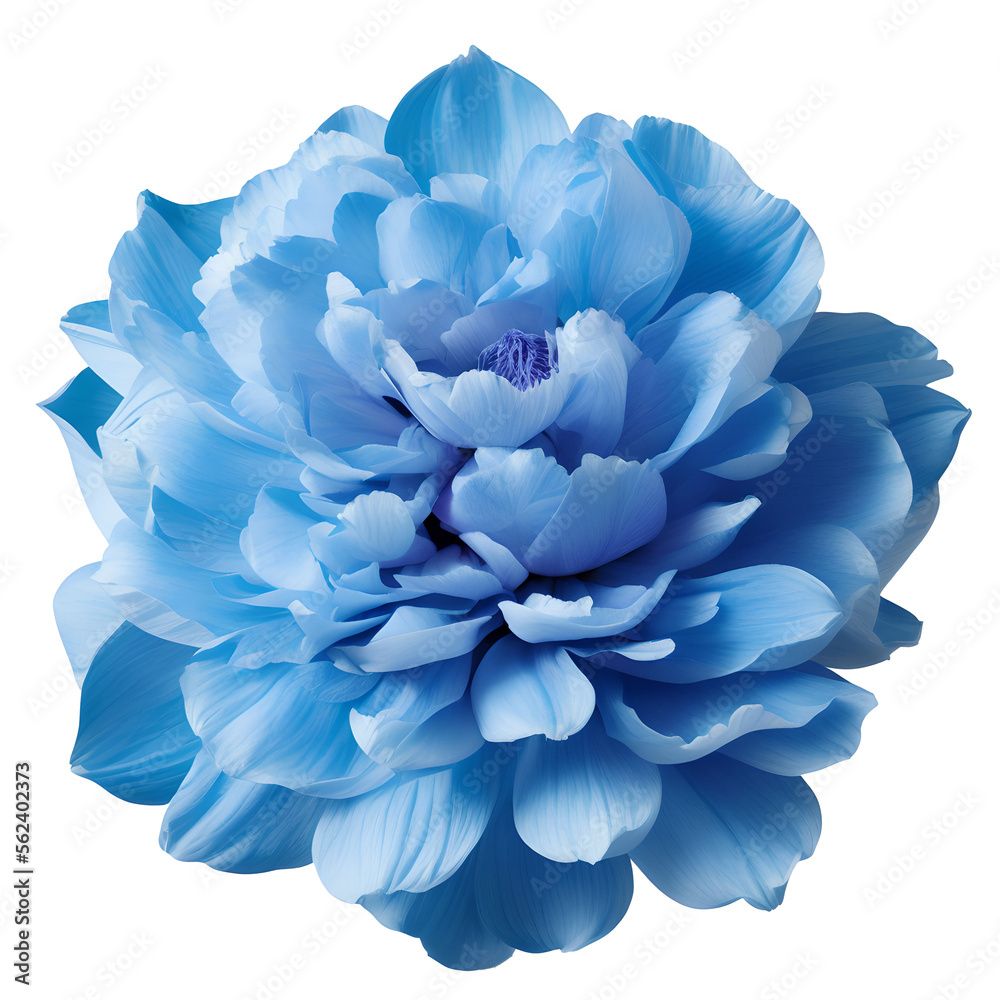 peony flower close up marco good for design peony flower close up marco good for design