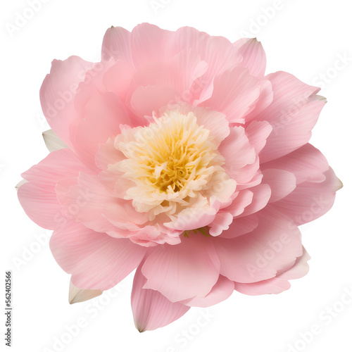 peony flower close up marco good for design