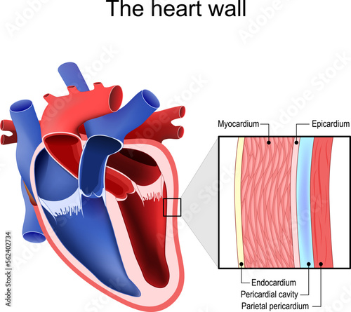 Heart wall. Pericardium structure photo
