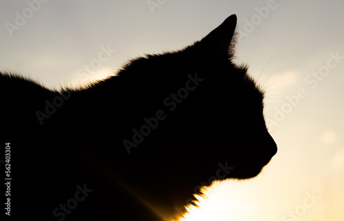silhouette of a cat © Micki