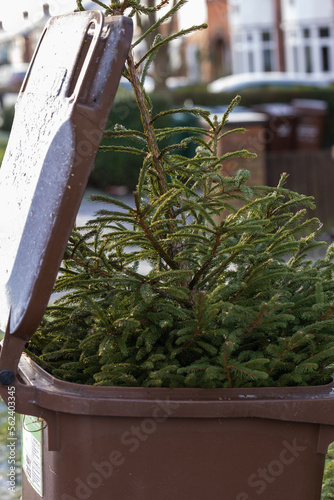 Brown wheelie bin and christmas tree ready for garden waste collection