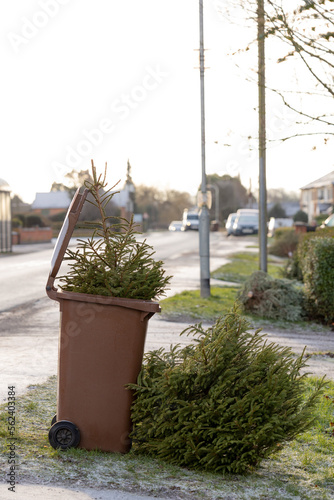 Brown wheelie bin and christmas tree ready for garden waste collection