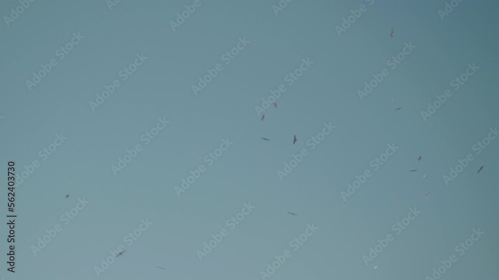 swarm of seagulls flying in blue sky swarm of seagulls flying in blue sky