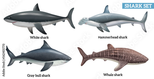 Realistic Shark Set