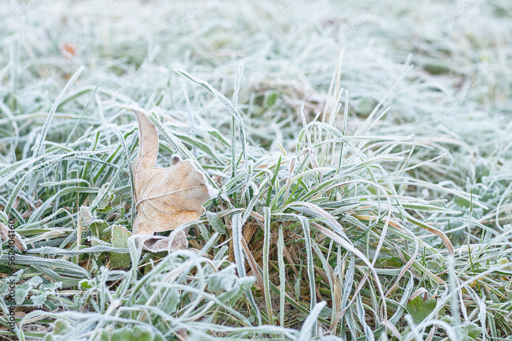 Green grass and dried leaf covered with hoarfrost in winter, small depth of focus. Green grass and dried leaf covered with hoarfrost in winter, small depth of focus.