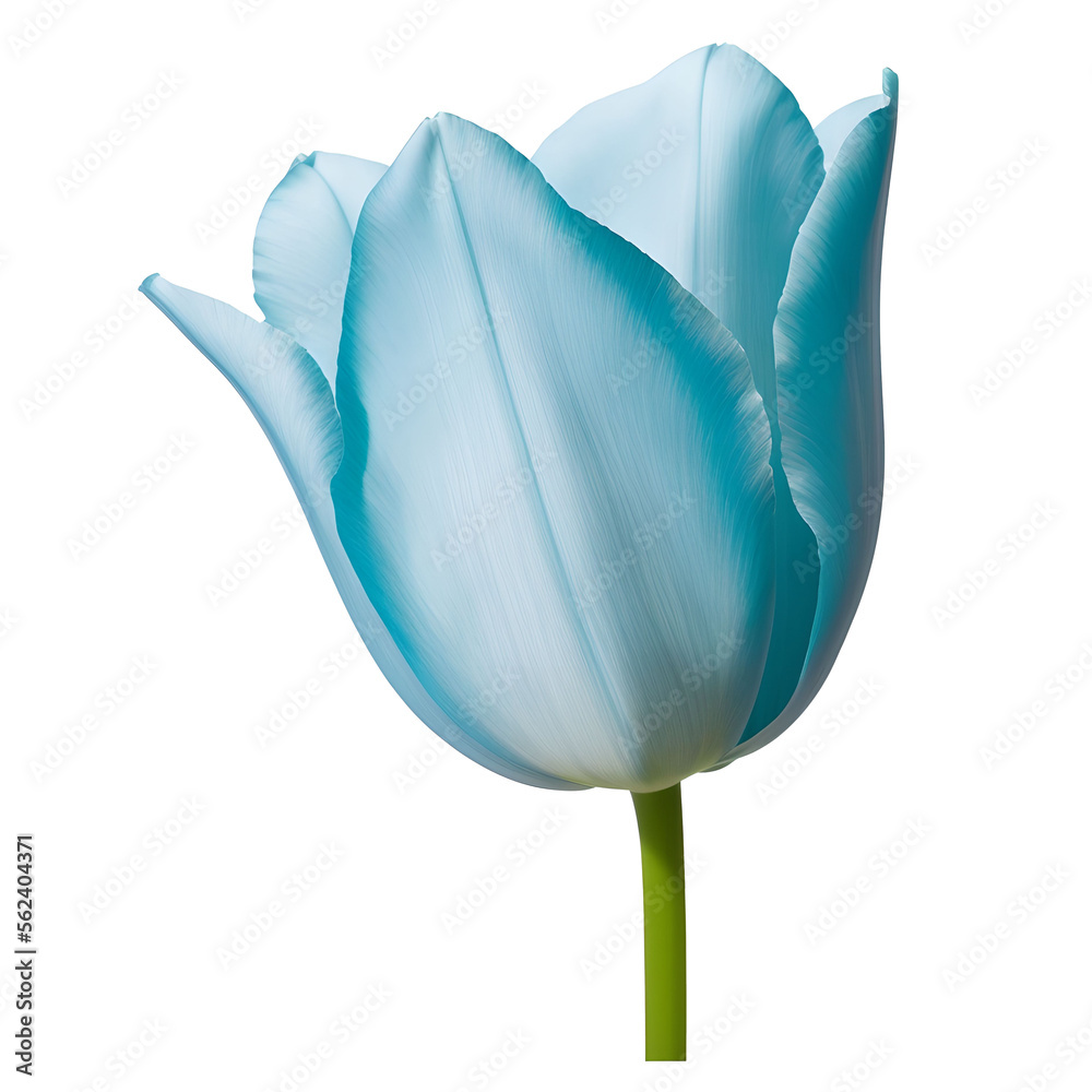 tulip flower close up marco good for design tulip flower close up marco good for design