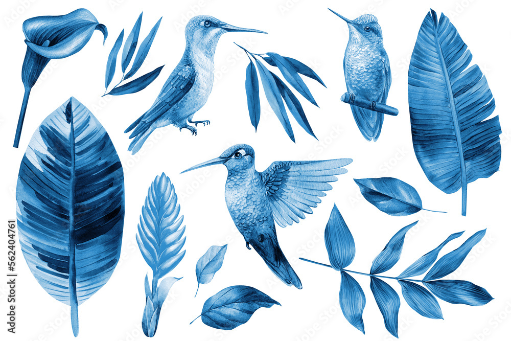 Fototapeta premium Watercolor botanical tropical leaf, hummingbird and flower, isolated. Hand drawn illustration, Wild animal, blue color