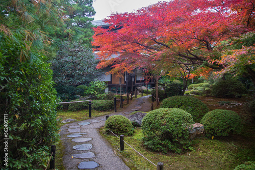 Autumn leaves at Shorenin temple, Kyoto, Japan photo