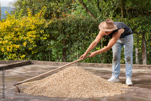 Man farmer preparing coffee beans to spread and dry them in the sunlight. Natural drying of coffee.