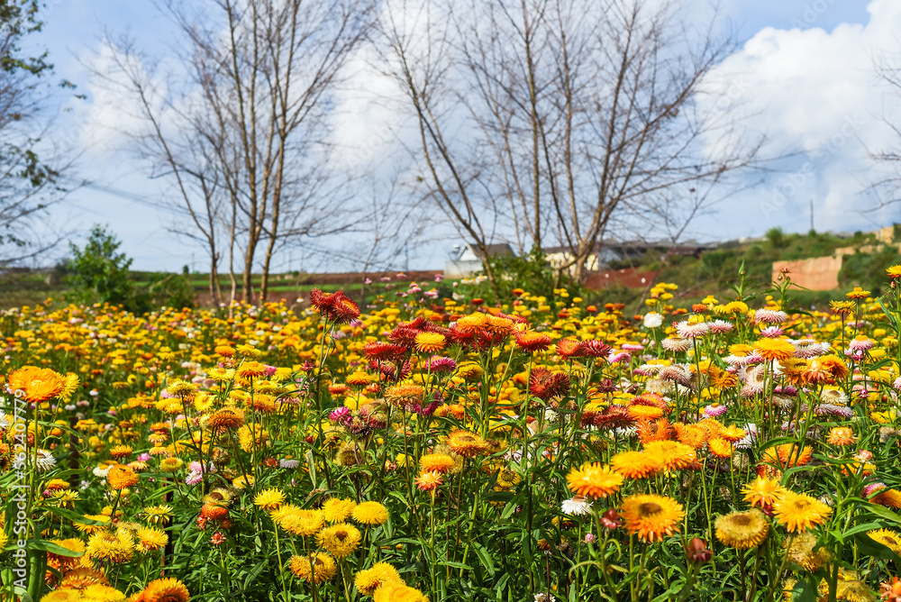 Field of Xerochrysum bracteatum, commonly known as the golden everlasting or strawflower Field of Xerochrysum bracteatum, commonly known as the golden everlasting or strawflower